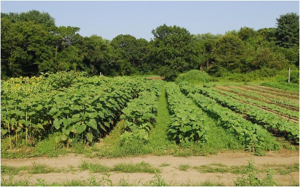 Succession Planting 